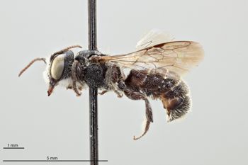 Media type: image;   Entomology 793013 Aspect: habitus lateral view